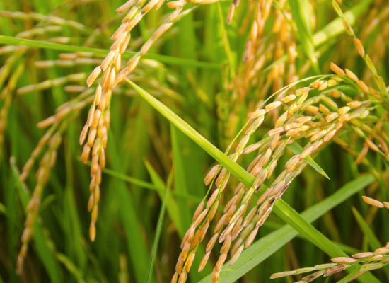 Rice Mobile banner Rice Mobile banner